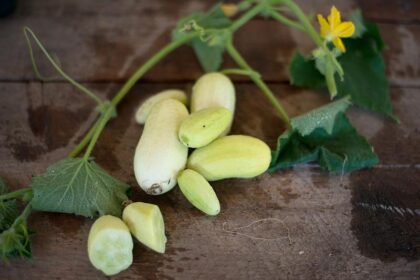 Concombre - Dragon's Egg