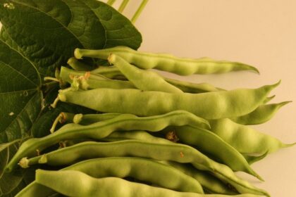 Haricot – Kahnawake Mohawk (grimpant)