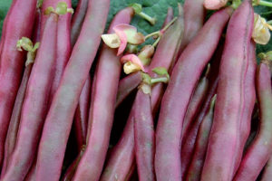 Haricot - Red swan (nain)