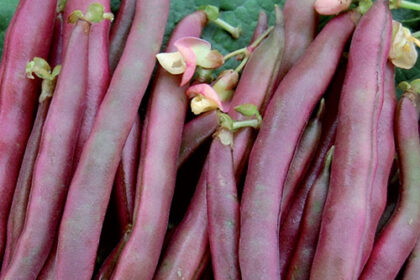 Haricot - Red swan (nain)