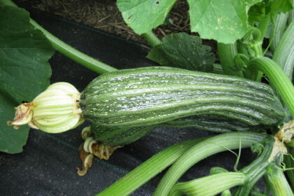 Courgette - Costata Romanesco
