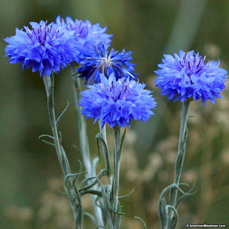 Une fleur par jour pour l'été ! Centaurea_cyanus_blue_cornflower