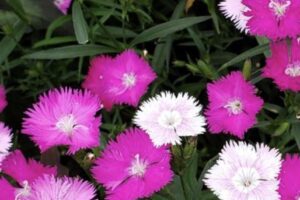 Dianthus - Sweet pink