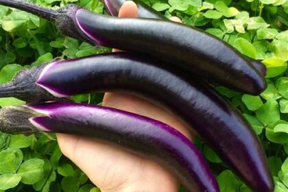 Aubergine - Ping Tung Long