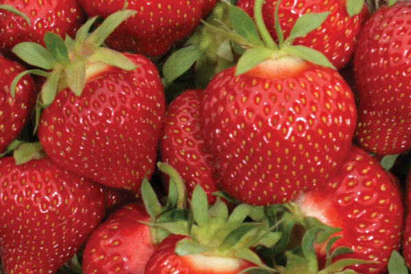 Fraise - Lila