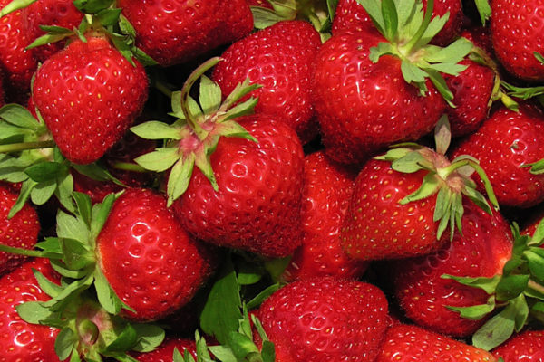 Fraise - Wendy