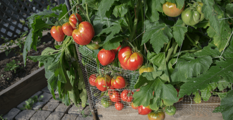 Jardin bio, tomates