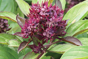 Basilic - Thai