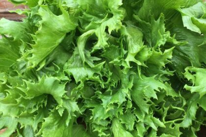 Laitue - Reine des glaces