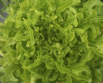 Laitue – Green Oak Leaf