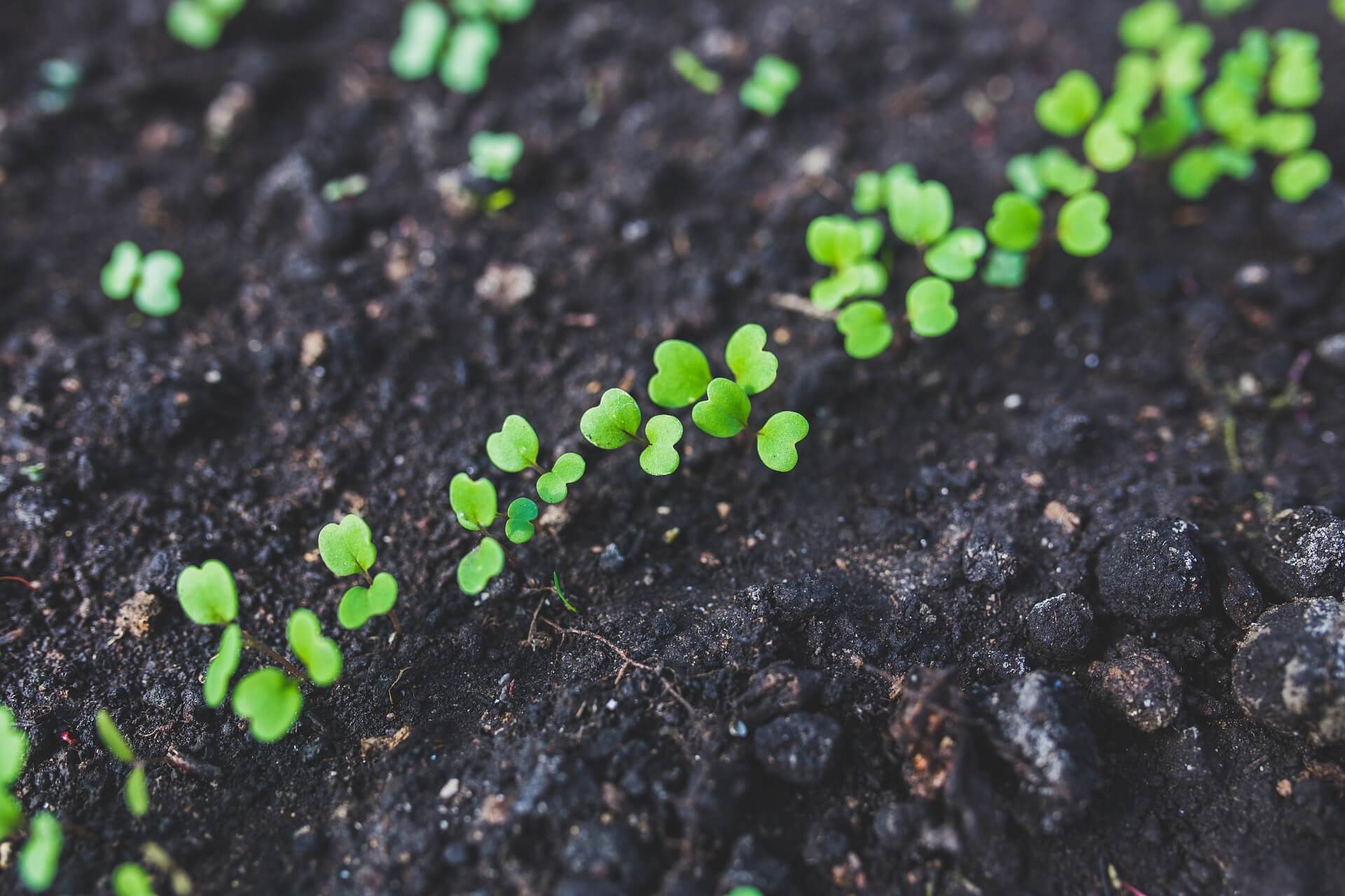 ? Rabais spécial lève-tôt – obtenez 10 % de rabais sur votre service de replantation.