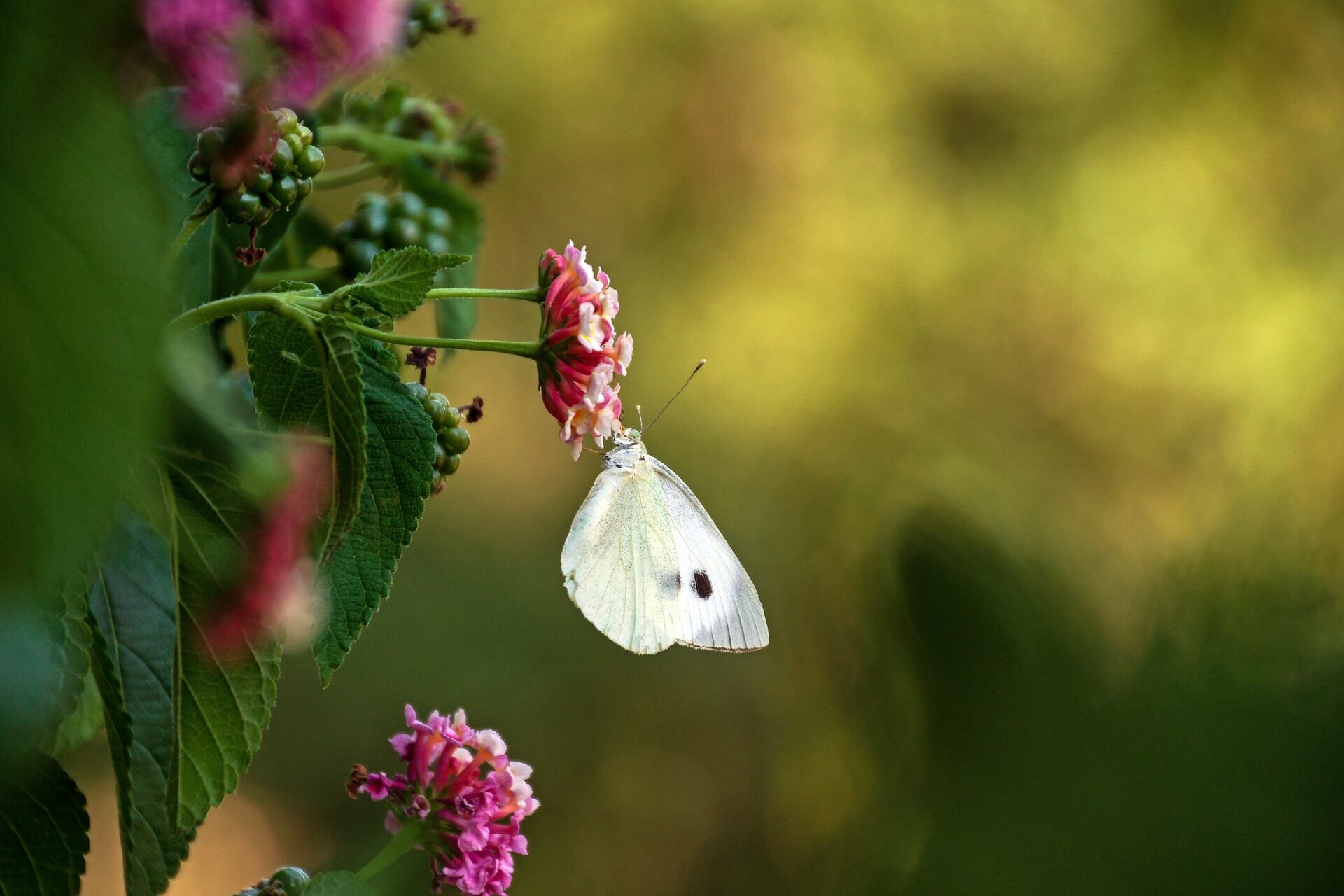 Les ravageurs sont sortis dans le jardin
