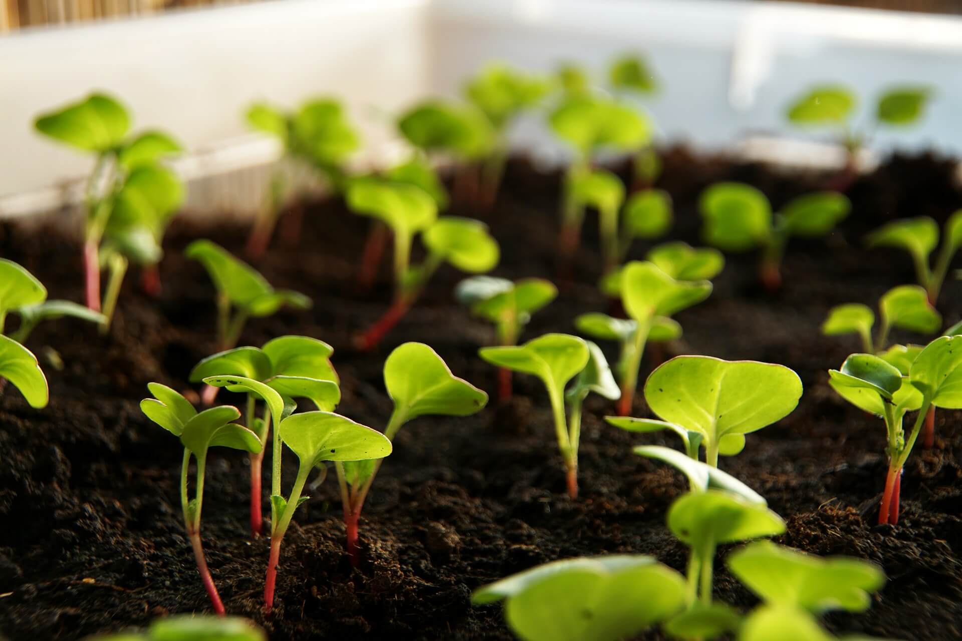 Germination de radis