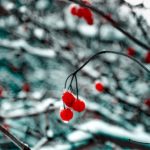 Frozen cherries