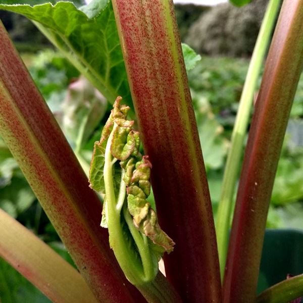 Rhubarbe - Glaskins Perpetual
