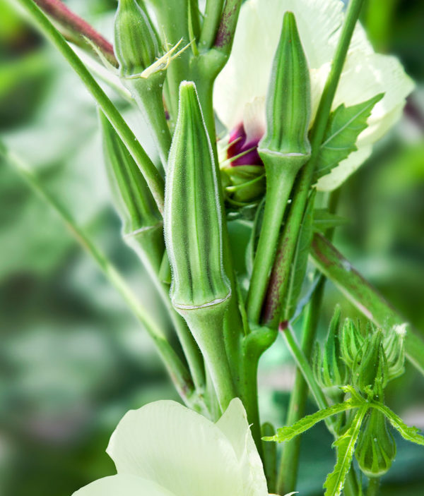 Okra - Clemson spineless