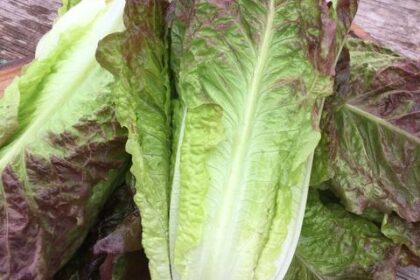 Laitue - Romaine rouge
