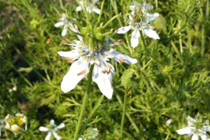 Cumin noir (Nigella sativa)