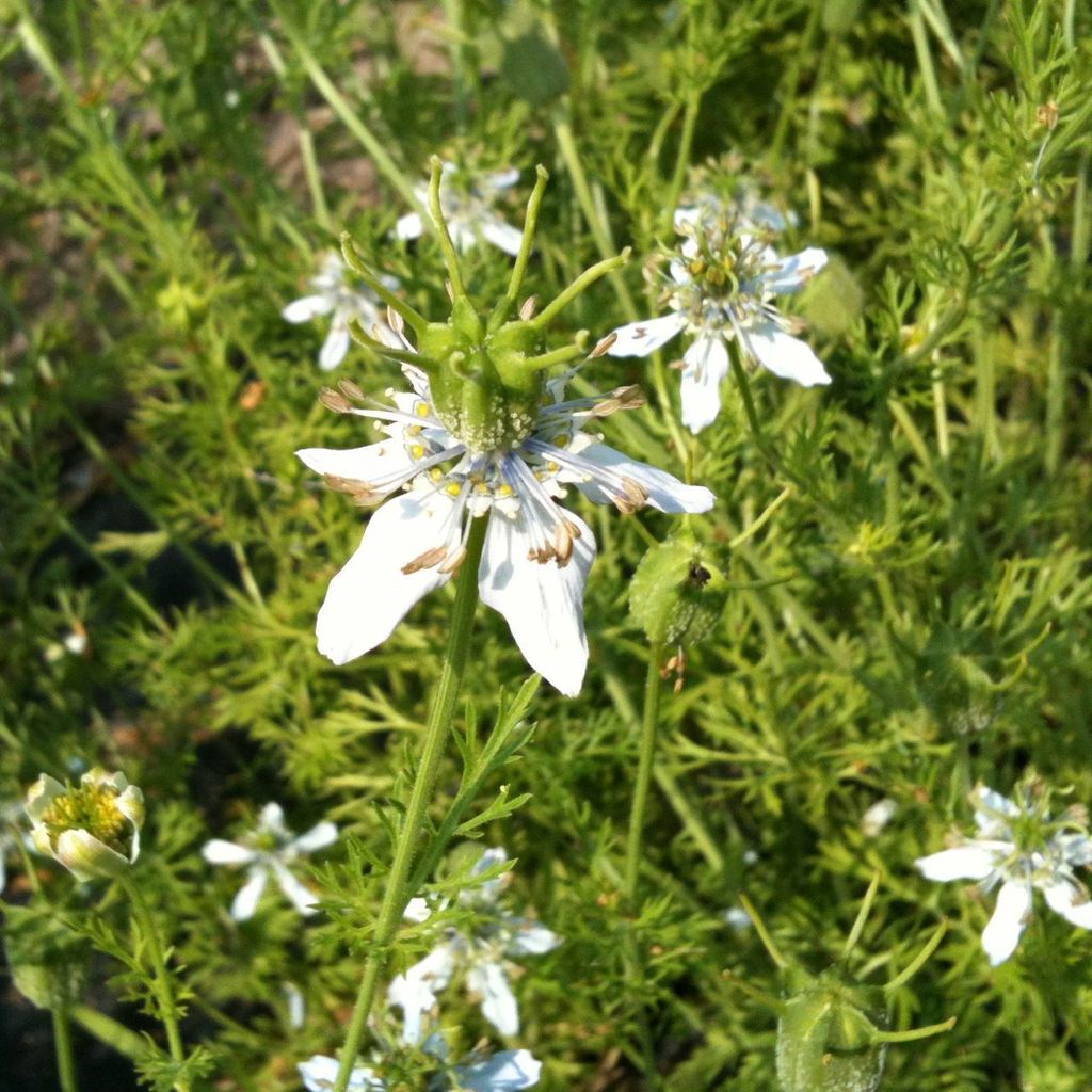 Nigelle ou cumin noir