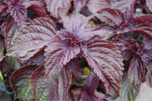 Shiso - Rouge