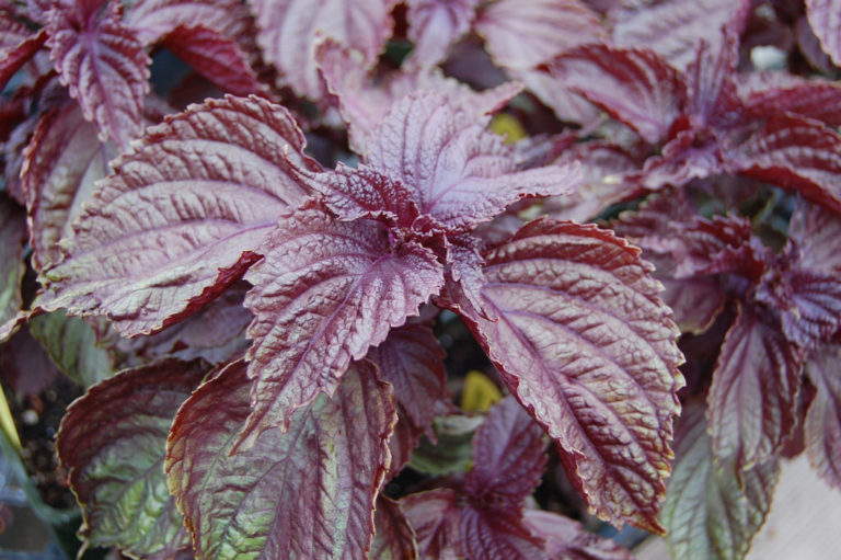 Shiso Rouge Semis Urbains