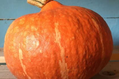 Courge - Red Kuri