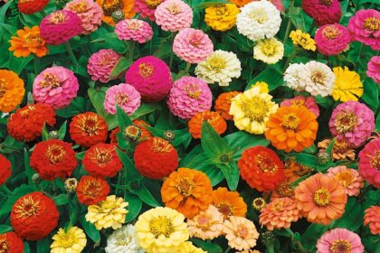 Zinnia - Thumbelina