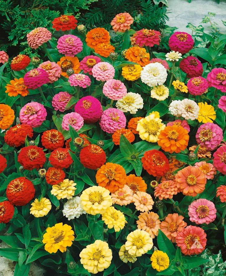 Zinnia Still Life