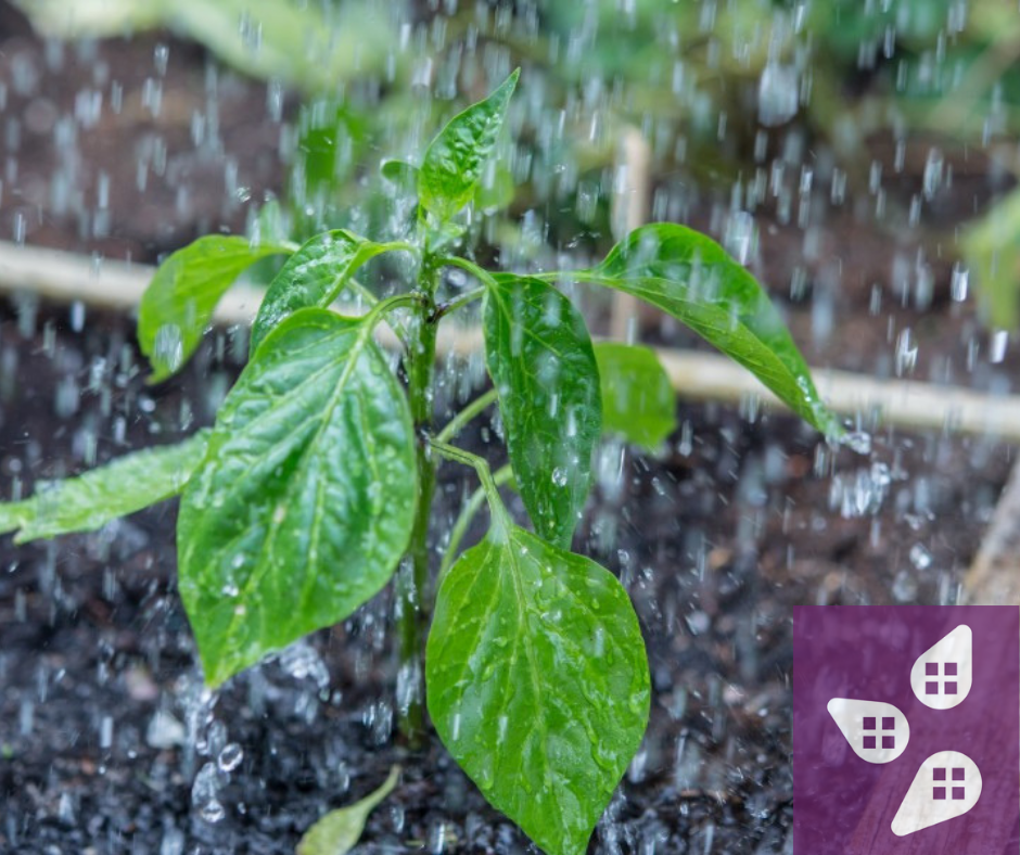 La chaleur de l&rsquo;été cause des casse-tête horticoles??