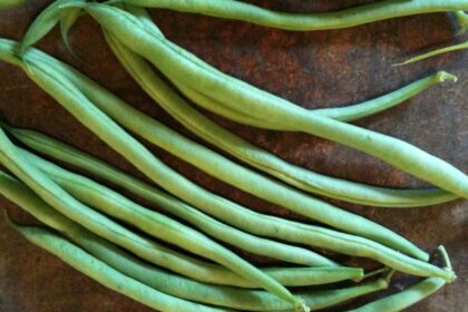 Haricot - Pole Bean Cobra Vert