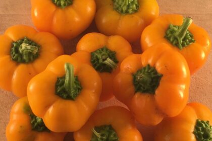 Poivron, doux - Doe Hill