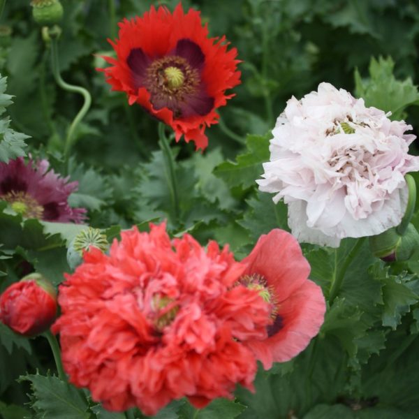 Pavots Mélangés