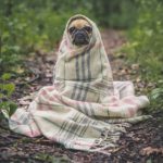 Stay safe pug bundled up