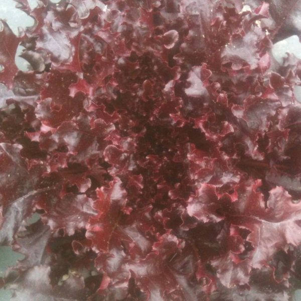 Laitue – Red salad bowl