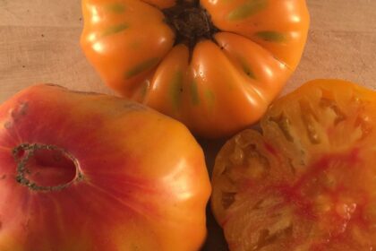 Tomate - Striped German