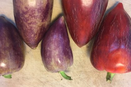 Poivron, Doux - Violet Sparkle