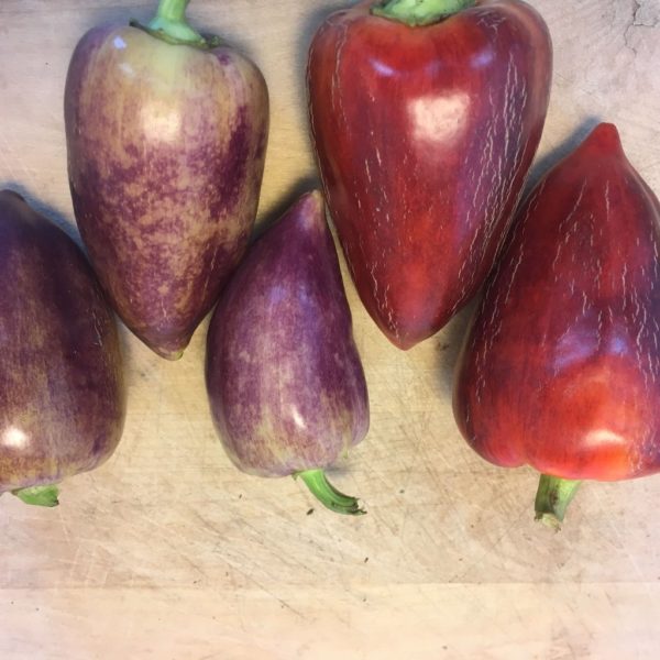 Poivron, Doux - Violet Sparkle
