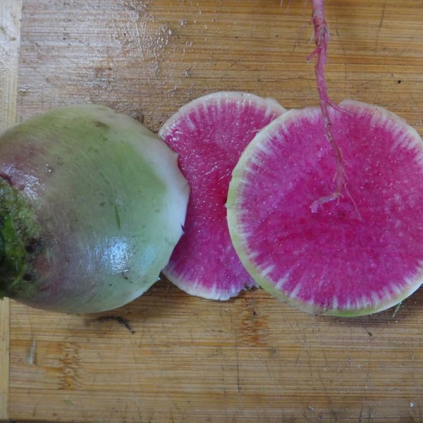 Radis - Melon d'eau