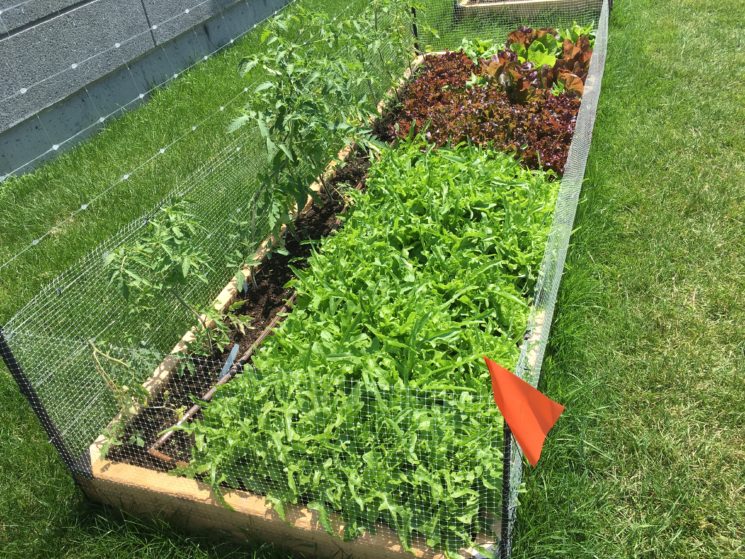 Single Garden