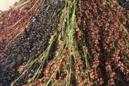 Sorgho à balais Arc-en-Ciel