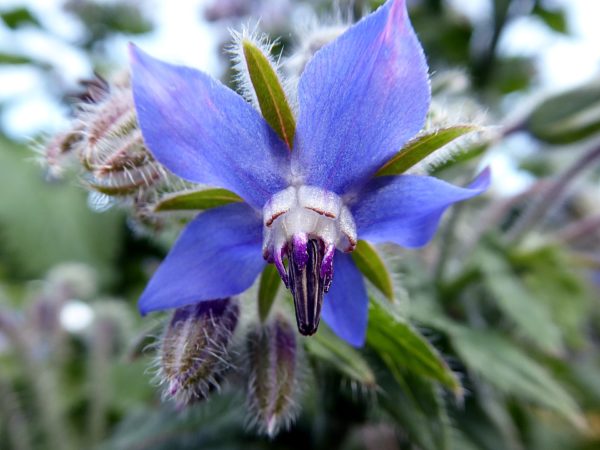 Borage Herb