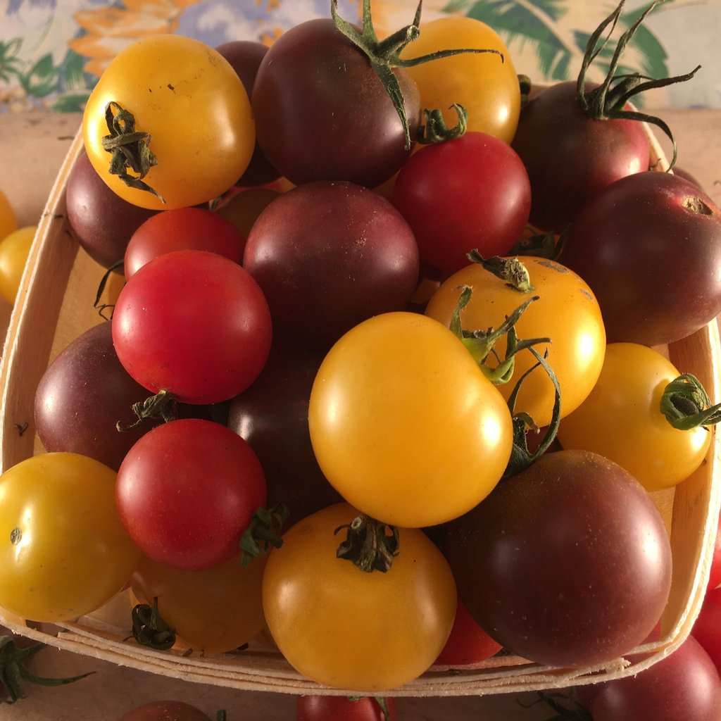 TOMATES CERISES EN MELANGE AB