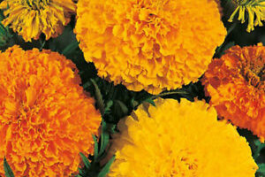 Marigold crackerjack