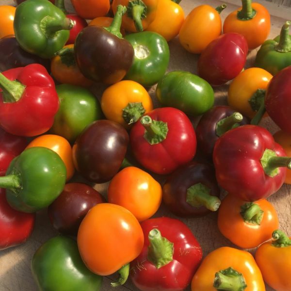 Piment fort - Paprika d'Alma