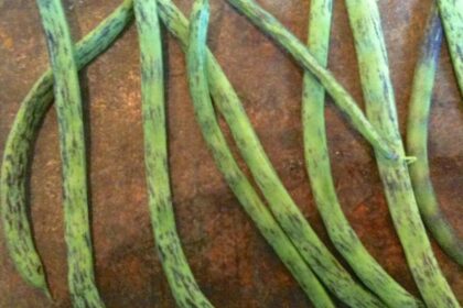 Haricot - Rattlesnake (grimpant)