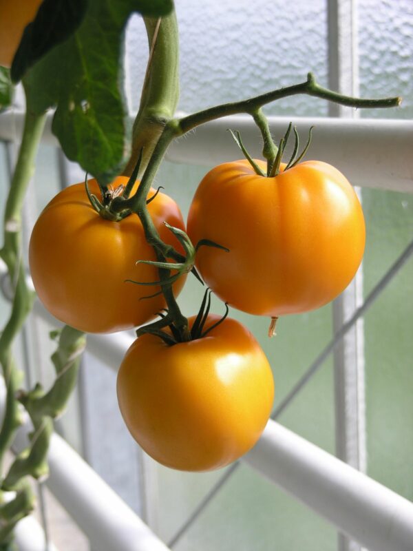3 ripe mennonite orange tomato