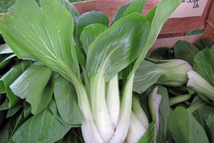 Légumes verts asiatiques - Pak Choi