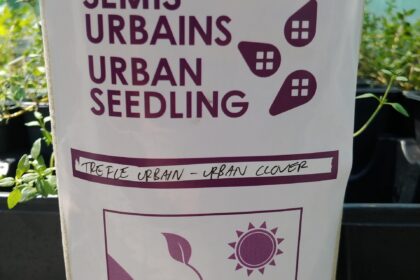 Semences de Micro Trèfle Pepolina