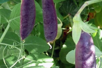 Pois - Sugar Magnolia