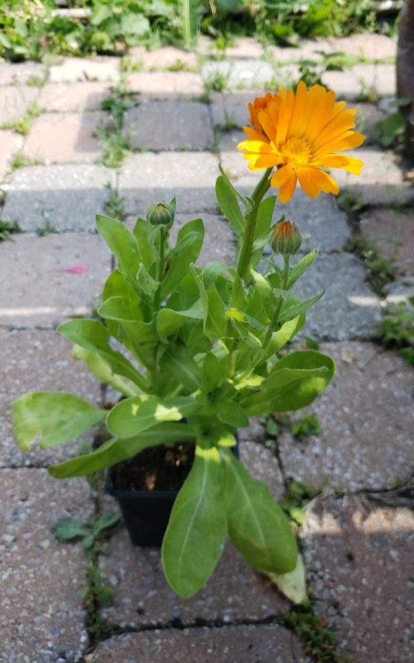 Calendule Santropol Roulant